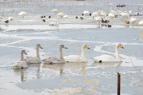 kazakiri_21_hakucho_20170222.jpg